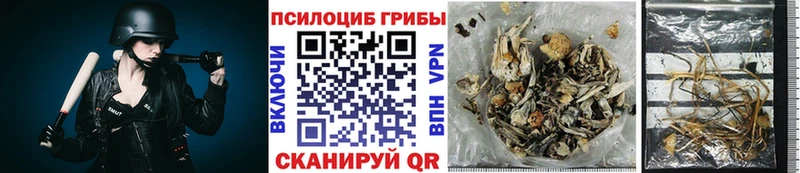 цены наркотик  гидра ТОР  Псилоцибиновые грибы Cubensis  Бердск 